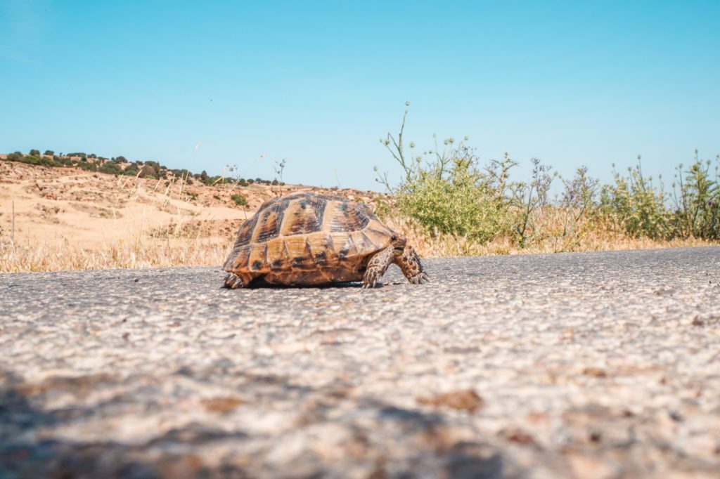 Reserve Naturelle de Dana Jordanie