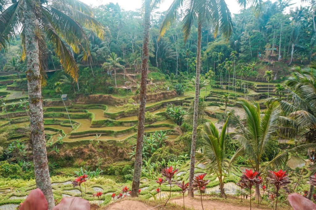 Tegaland Rice Terrace
Voyage : 15 jours en Indonésie