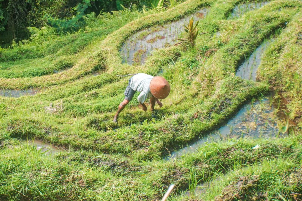 Tegaland Rice Terrace
Voyage : 15 jours en Indonésie