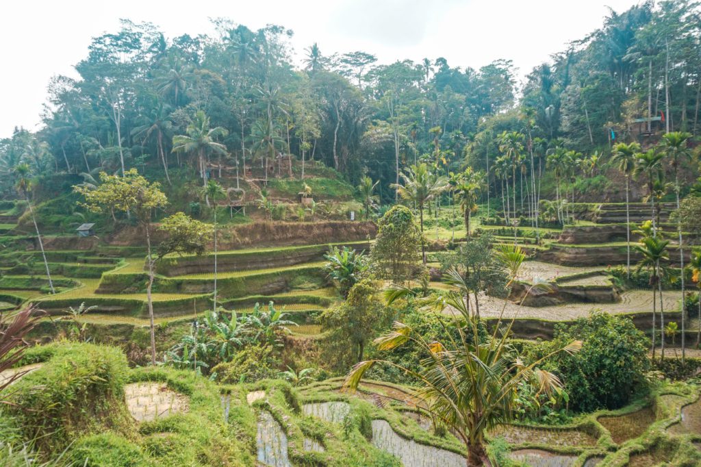 Tegaland Rice Terrace