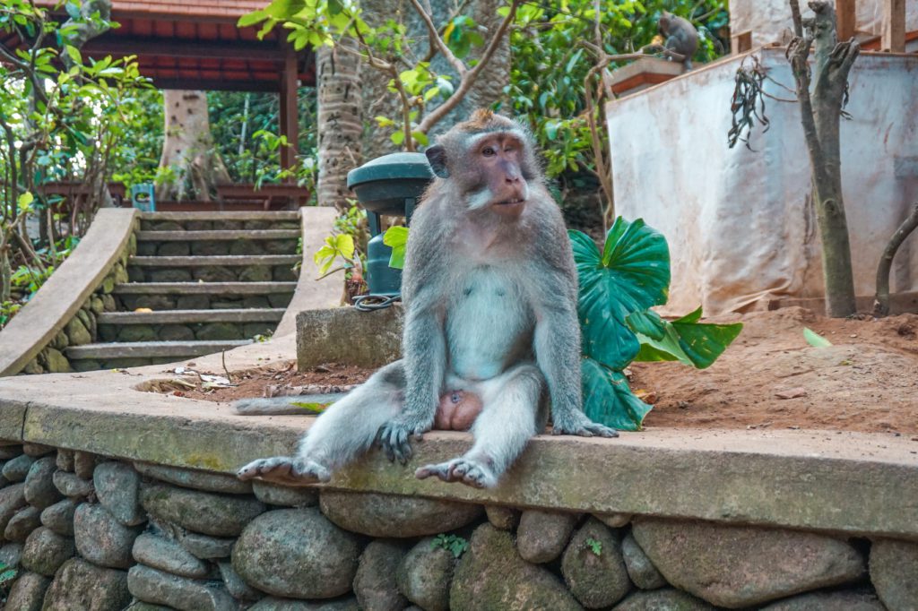 Monkey Forest 
Voyage : 15 jours en Indonésie