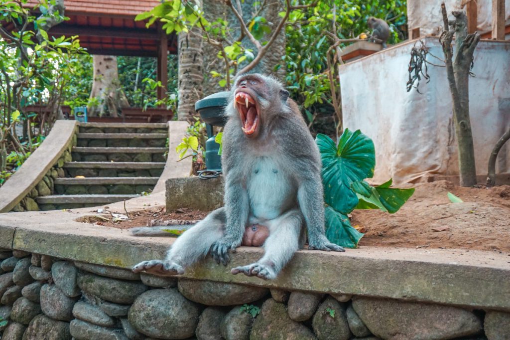 Monkey Forest 
Voyage : 15 jours en Indonésie