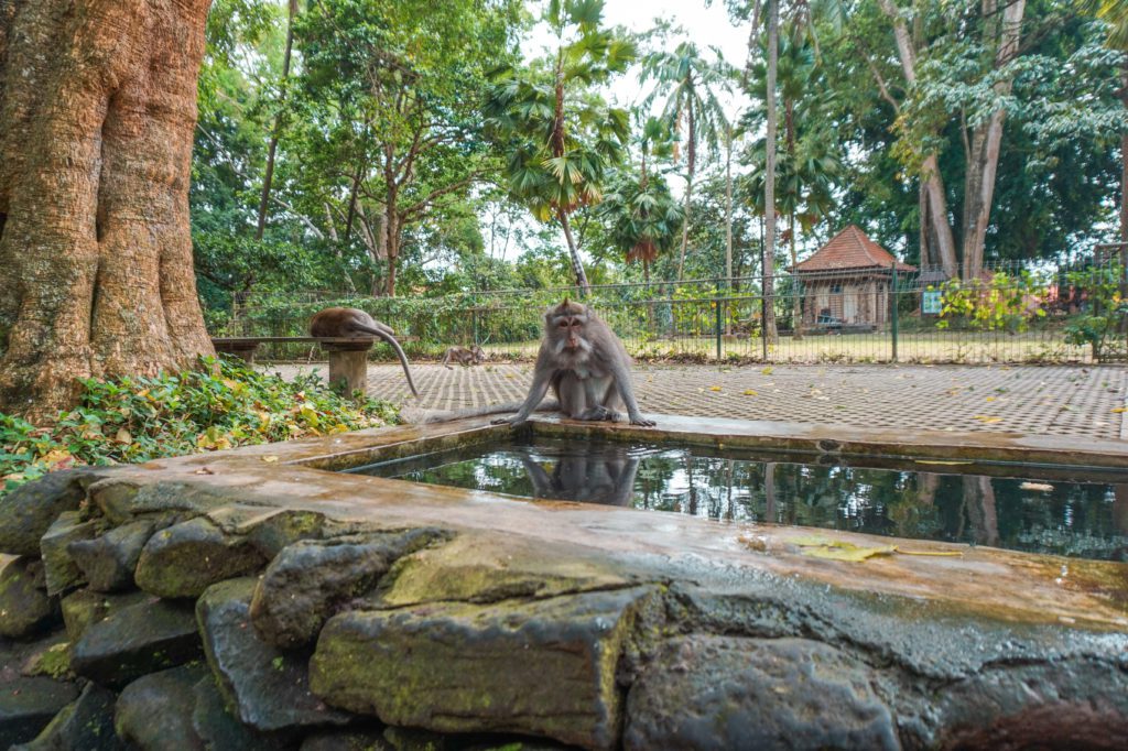 Monkey Forest