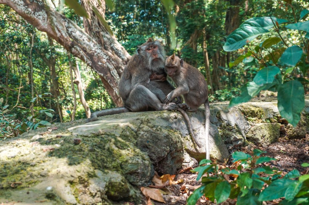 Monkey Forest 
Voyage : 15 jours en Indonésie