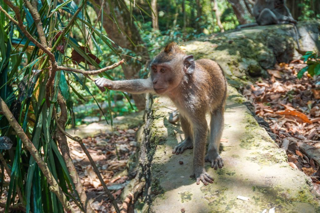 Monkey Forest