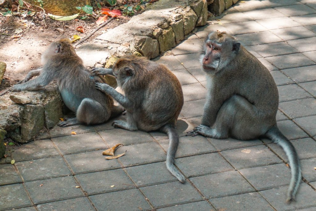 Monkey Forest 
Voyage : 15 jours en Indonésie