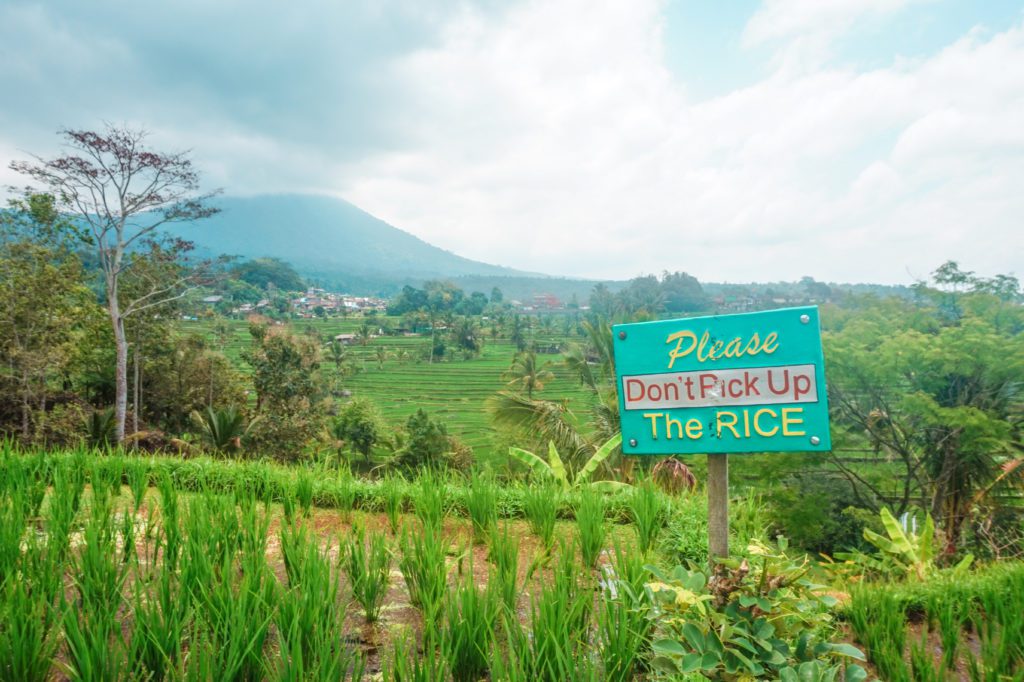 Rizières Jatiluwih
Voyage : 15 jours en Indonésie