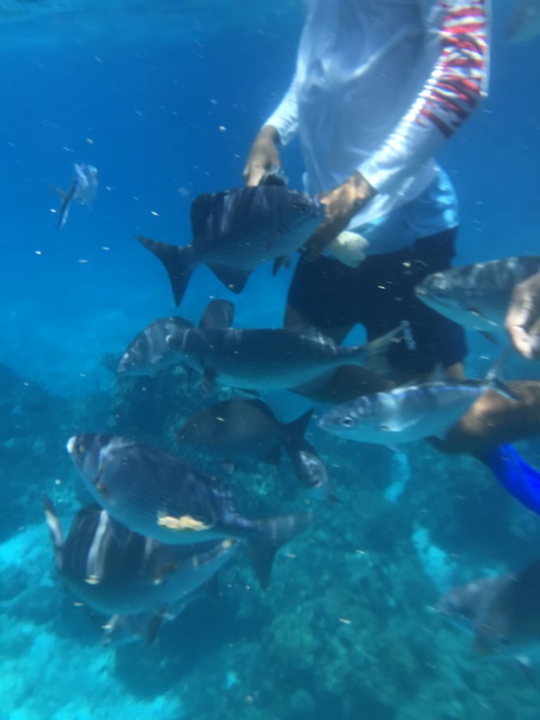 Cozumel Mexique