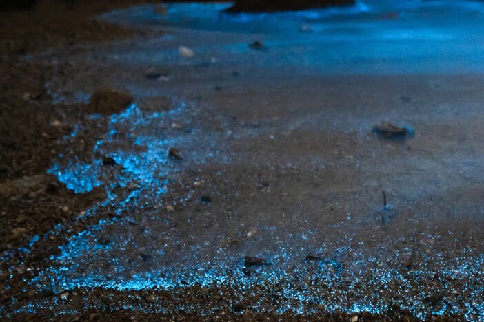 Mexique Holbox bioluminescence