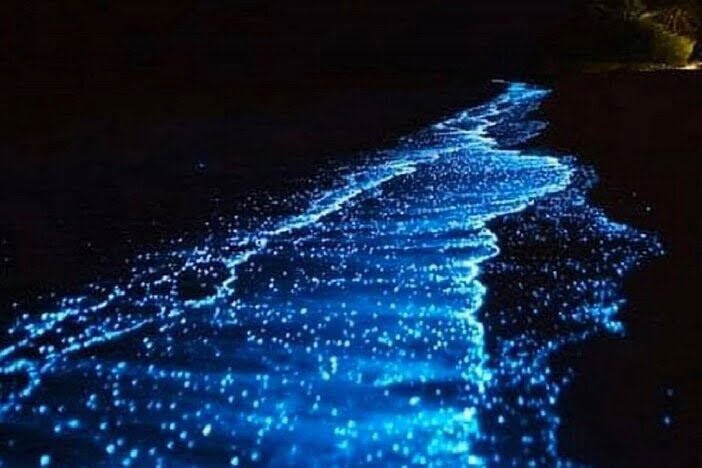 Mexique Holbox bioluminescence